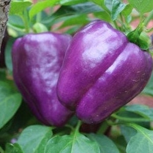 Purple Pepper Organic Seeds - Heirloom, Open Pollinated, Non GMO - Grow Indoors, Outdoors, In Grow Beds, Soil, Hydroponics, Aquaponics