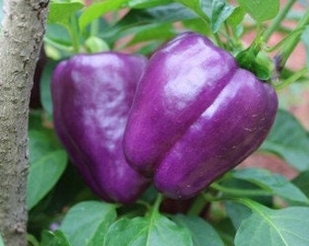 Purple Pepper Bio-Samen - Erbstück, offen bestäubt, ohne GMO - Wachsen drinnen, draußen, in Zuchtbeeten, Erde, Hydroponik, Aquaponik
