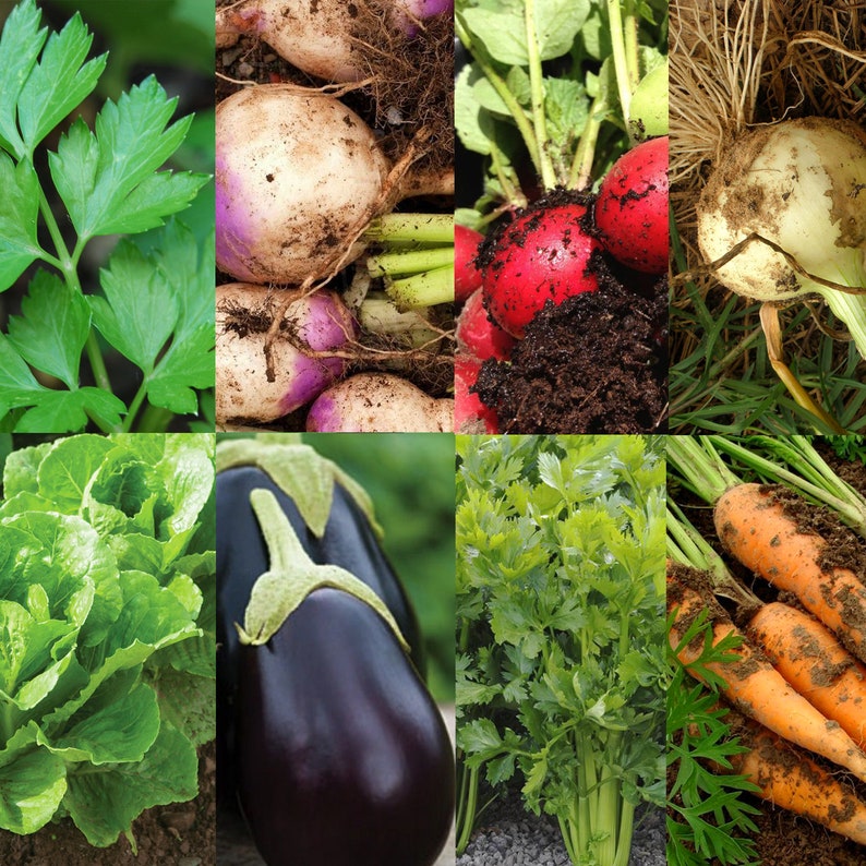 May include: A collage of fresh produce, including green leafy vegetables, carrots, radishes, onions, eggplant, and turnips.