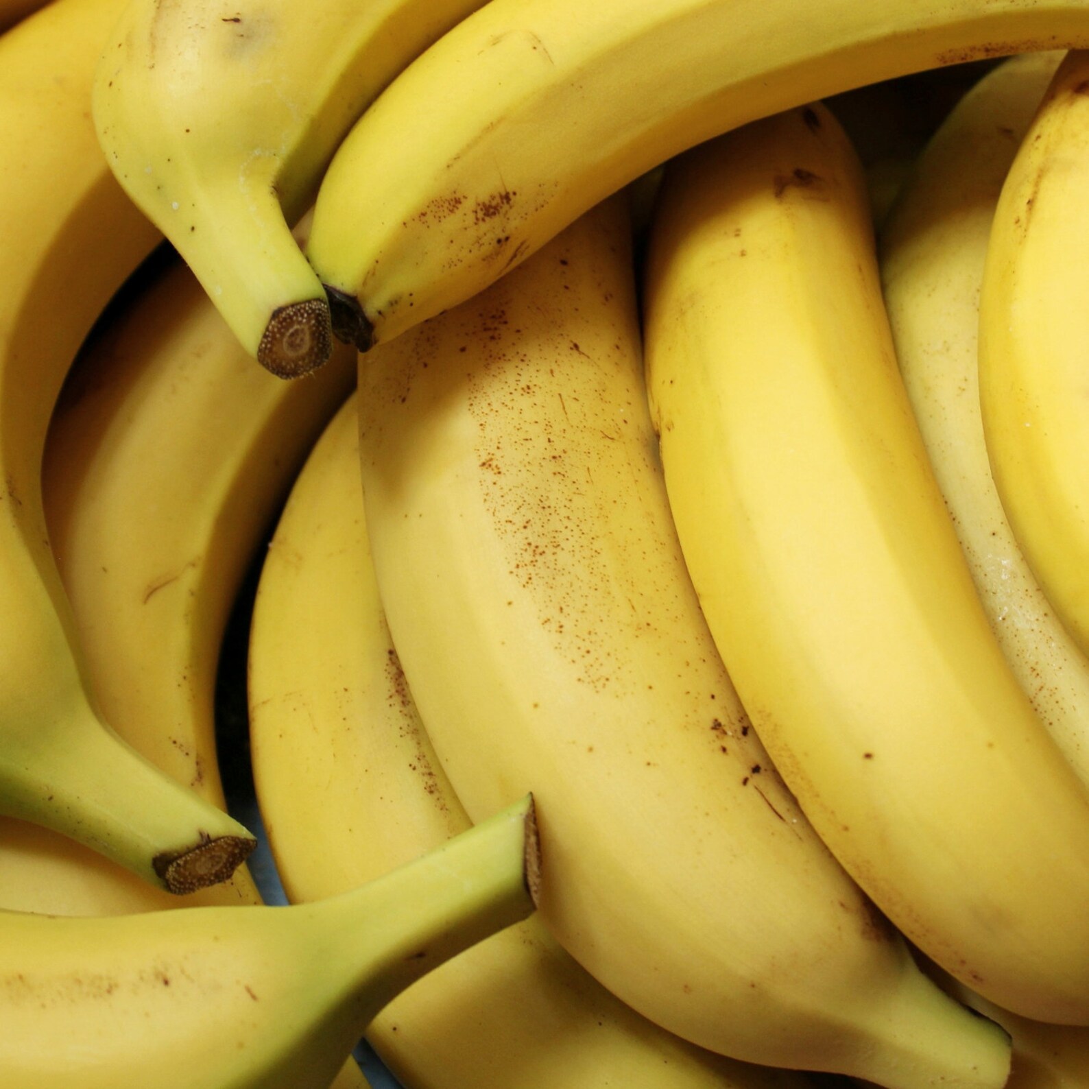 Banana Organic Seeds Heirloom Open Pollinated Non GMO Etsy