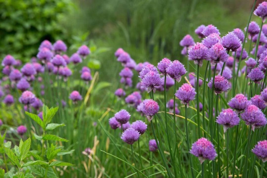 Chive Seeds - Organic, Heirloom, Open Pollinated, Non GMO - Grow