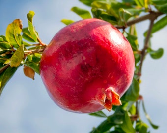 Pomegranate Seeds - Heirloom, Open Pollinated, Non GMO - Grow Indoors, Outdoors, In Pots, Grow Beds, Soil, Hydroponics & Aquaponics