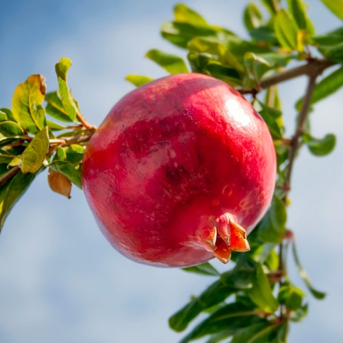 Pomegranate Seeds - Heirloom, Open Pollinated, Non GMO - Grow Indoors, Outdoors, In Pots, Grow Beds, Soil, Hydroponics & Aquaponics