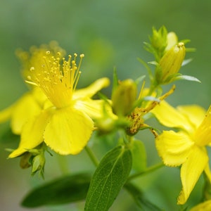 St. Johns Wort Organic Seeds Heirloom, Open Pollinated, Non GMO Grow Indoors, Outdoors, In Pots, Grow Beds, Hydroponics & Aquaponics image 3