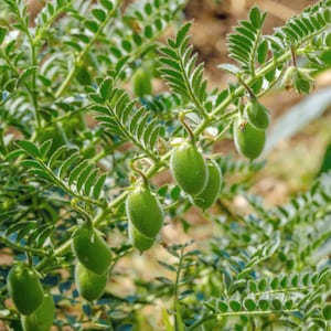 Chickpea Seeds - Organic, Heirloom, Open Pollinated, Non GMO - Grow Indoors, Outdoors, In Pots, Grow Beds, Soil, Hydroponics & Aquaponics