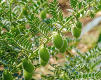 Chickpea Seeds - Organic, Heirloom, Open Pollinated, Non GMO - Grow Indoors, Outdoors, In Pots, Grow Beds, Soil, Hydroponics & Aquaponics