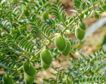 Chickpea Organic Seeds - Heirloom, Open Pollinated, Non GMO - Grow Indoors, Outdoors, In Pots, Grow Beds, Soil, Hydroponics & Aquaponics