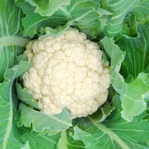 May include: A close-up of a white cauliflower head surrounded by green leaves.