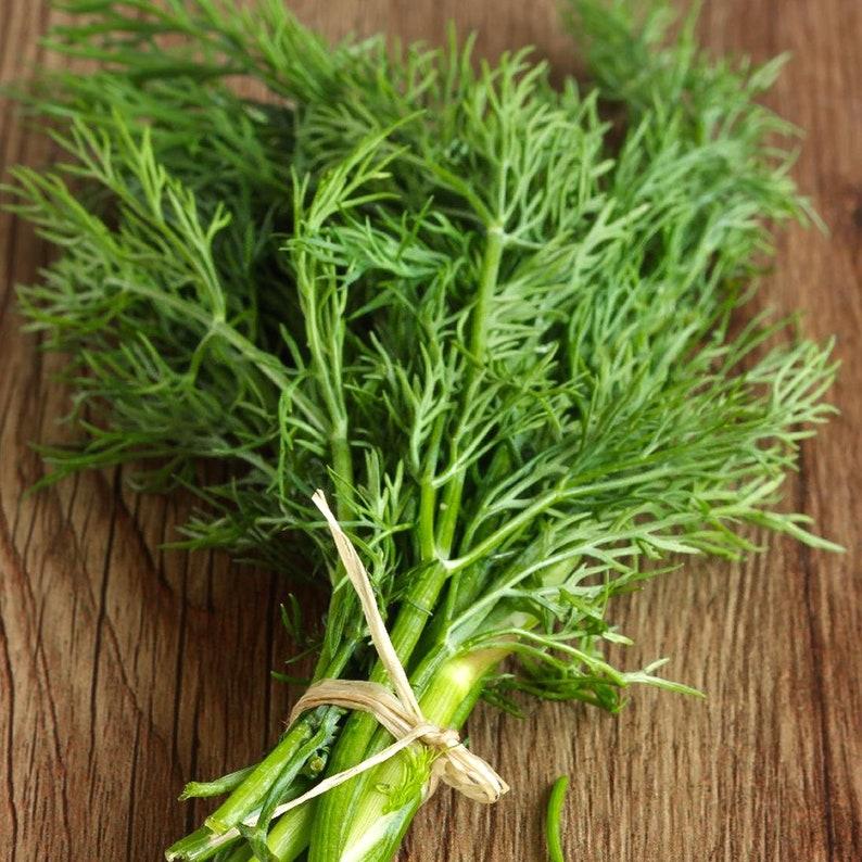 Dill Bouquet Organic Seeds Heirloom, Open Pollinated, Non GMO Grow Indoors, Outdoors, In Pots, Grow Beds, Soil, Hydroponics & Aquaponics image 4