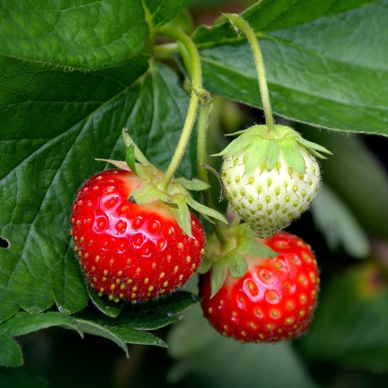Strawberry Organic Seeds Heirloom Open Pollinated Non GMO Etsy