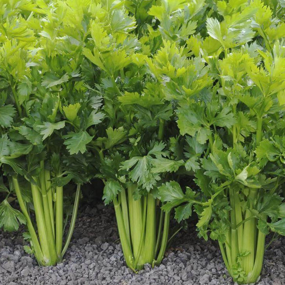 Celery Organic Seeds Heirloom Open Pollinated Non GMO Etsy
