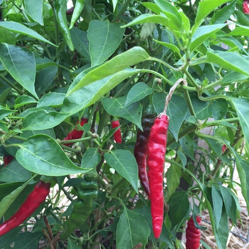May include: A close-up of a pepper plant with red and green peppers growing on it. The peppers are long and thin, and they are growing in clusters. The plant is surrounded by green leaves.