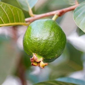 May include: A close-up of a green guava fruit hanging from a branch. The guava has a smooth, shiny skin and is partially obscured by a green leaf.