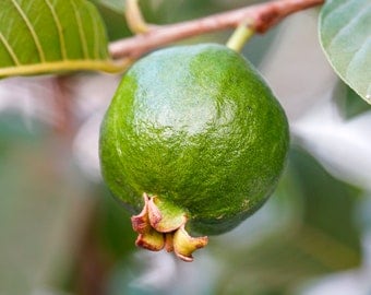 Guava Fruit Tree Seeds - Heirloom, Open Pollinated, Non GMO - Grow Indoors, Outdoors, In Pots, Grow Beds, Soil, Hydroponics & Aquaponics