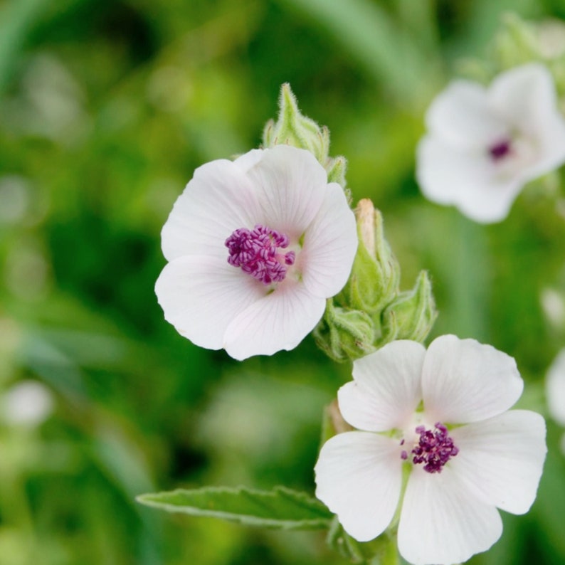 May include: Two white flowers with pink centers bloom against a green background. The flowers have five petals each and are in focus.