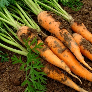 May include: A bunch of freshly harvested carrots with green tops, covered in dirt, lying on the ground.