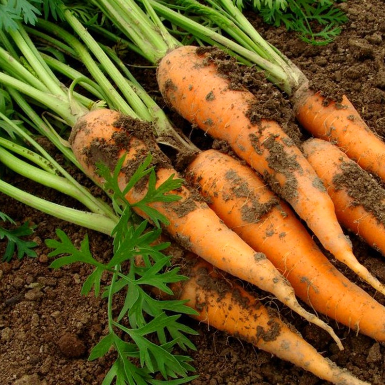 May include: A bunch of freshly harvested carrots with green tops, covered in dirt, lying on the ground.