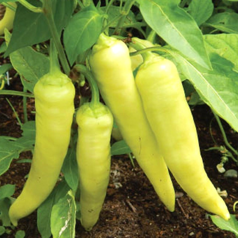 May include: Close-up of five yellow peppers growing on a vine. The peppers are long and slender, with a smooth surface.