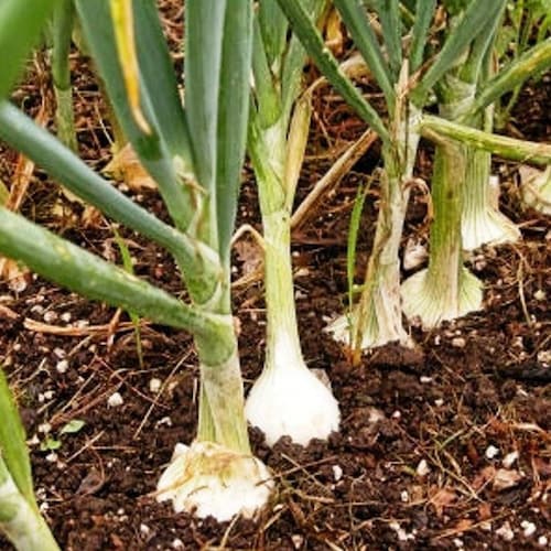 White Onion Organic Seeds - Heirloom, Open Pollinated, Non GMO - Grow Indoors, Outdoors, In Pots, Grow Beds, Soil, Hydroponics & Aquaponics