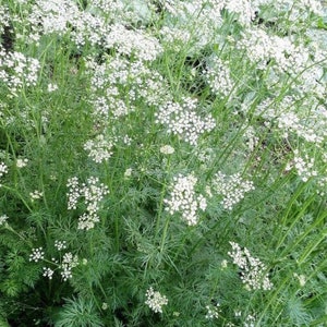 May include: A close-up of a patch of white flowering coriander plants with green leaves.