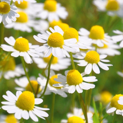 German Chamomile Organic Seeds - Heirloom, Open Pollinated, Non GMO - Grow Indoors, Outdoors, In Pots, Grow Beds, Hydroponics & Aquaponics