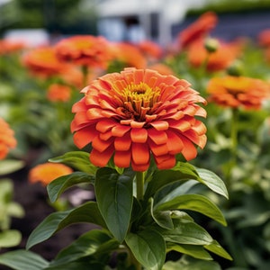 Op de afbeelding: Close-up van een levendige oranje zinnia bloem in volle bloei, met lagen van bloemblaadjes en een geel centrum. De bloem wordt omringd door groene bladeren en andere zinnia's in een tuin. De afbeelding is goed belicht en toont de textuur van de bloem.