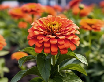 Orange Zinnia Flower Seeds - Grow Beautiful Flowers Indoors, Outdoors, In Pots, Grow Beds, Soil, Hydroponics & Aquaponics