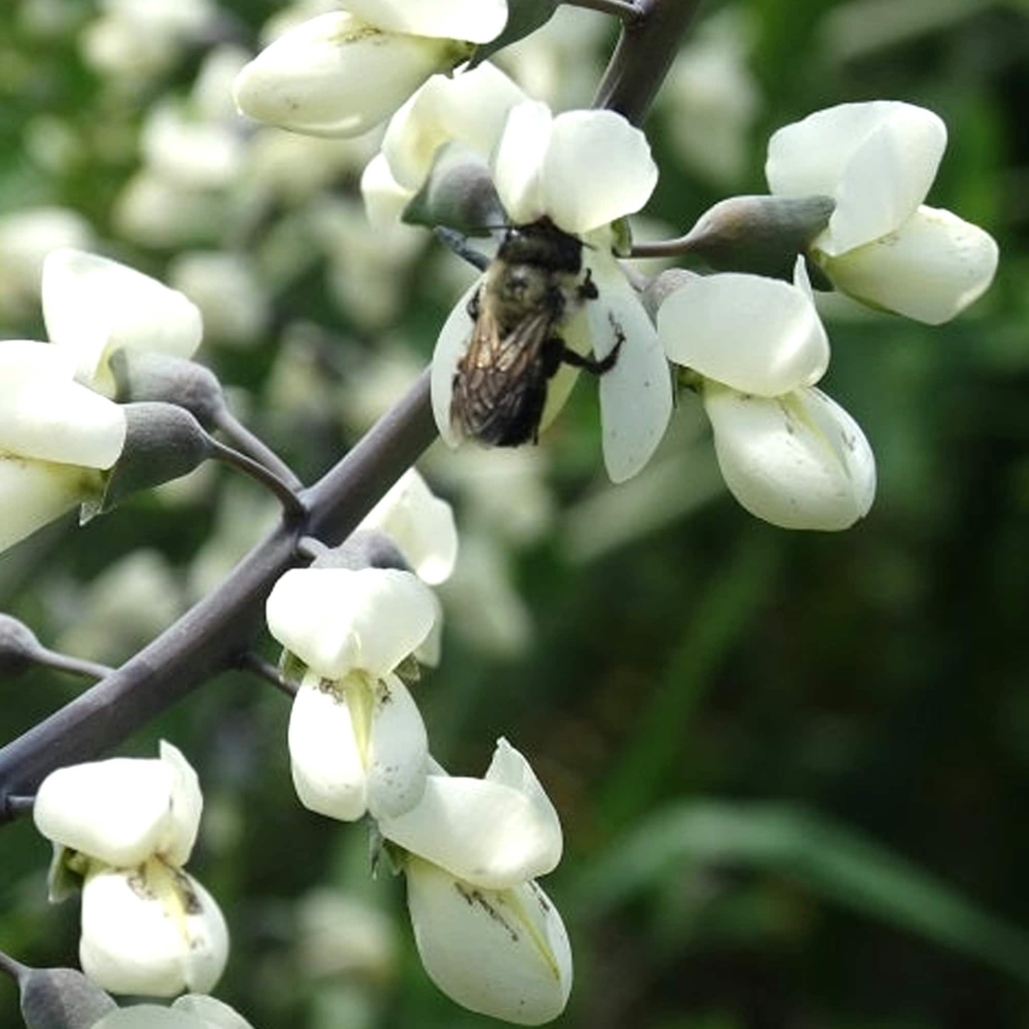 White Wild Indigo Flower Seeds - Grow Beautiful Flowers Indoors, Outdoors, In Pots, Grow Beds, Soil, Hydroponics & Aquaponics