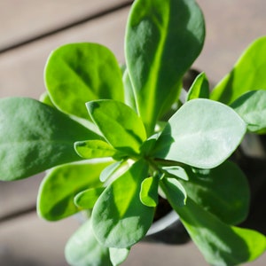 Purslane Herb Seeds - Heirloom, Open Pollinated, Non GMO - Grow Indoors, Outdoors, In Pots, Grow Beds, Soil, Hydroponics & Aquaponics