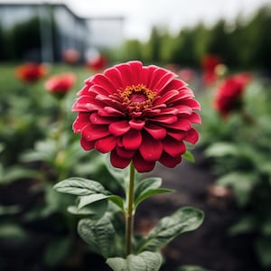Puede incluir: Una flor de zinnia roja vibrante con un centro amarillo florece en un jardín. La flor tiene múltiples pétalos y está en plena floración.
