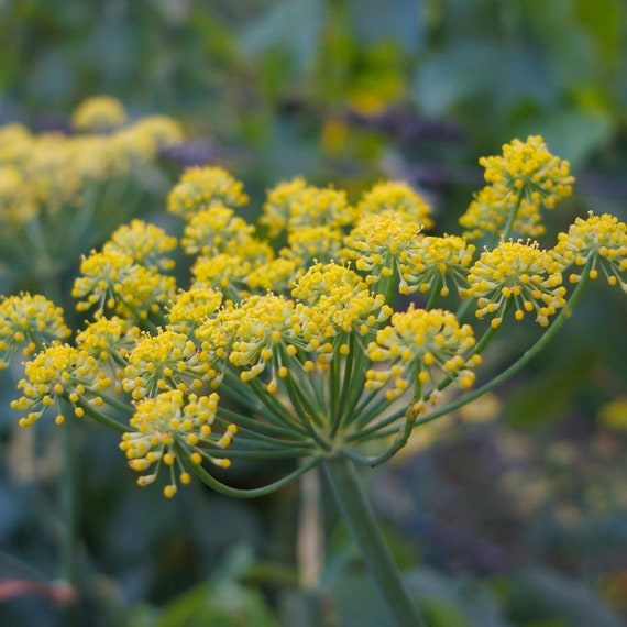 Fennel Seeds - Organic, Heirloom, Open Pollinated, Non GMO - Grow Indoors,  Outdoors, in Pots, Grow Beds, Soil, Hydroponics & Aquaponics - Etsy