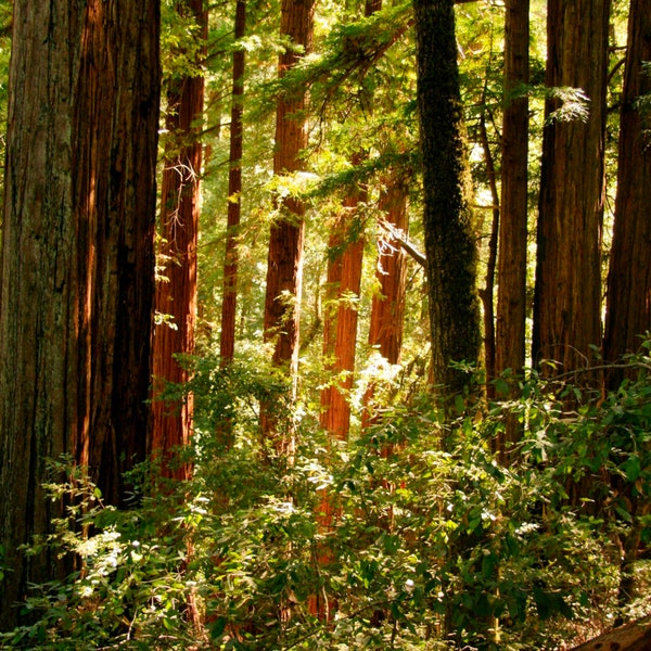 California Redwood Tree Seeds - Heirloom, Non GMO - Grow Outdoors, In Pots, Grow Beds, Soil, Hydroponics & Aquaponics