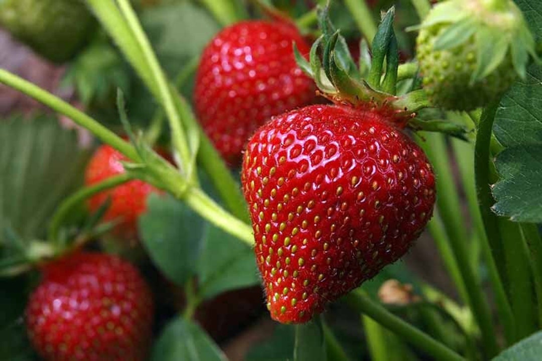 Strawberry Organic Seeds Heirloom Open Pollinated Non GMO Grow Indoors ...