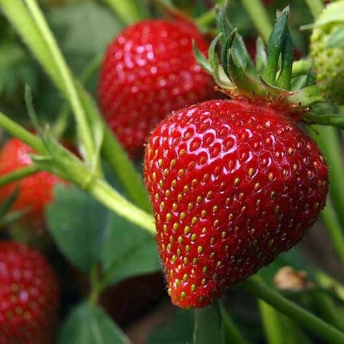 Strawberry Organic Seeds - Heirloom, Open Pollinated, Non GMO - Grow Indoors, Outdoors, In Pots, Grow Beds, Soil, Hydroponics & Aquaponics