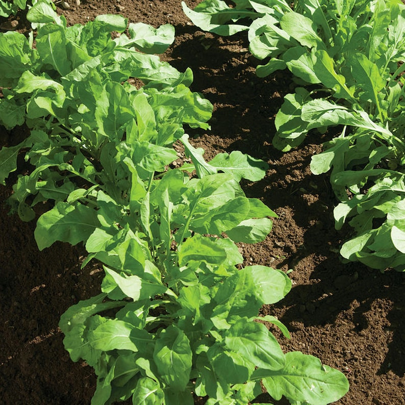 Puede incluir: Una vista cercana de hileras de plantas de r&uacute;cula verdes que crecen en un suelo marr&oacute;n rico. Las plantas son exuberantes y saludables, con hojas grandes y vibrantes.