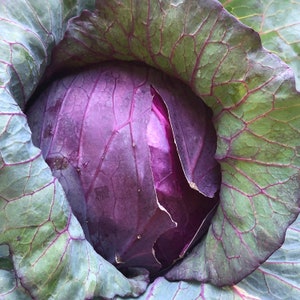 May include: A close-up of a red cabbage with green outer leaves. The cabbage is partially wrapped in the leaves, revealing the deep purple color of the vegetable.