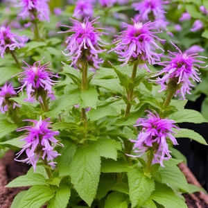 May include: A close-up of a cluster of pink bergamot flowers with green leaves. The flowers have a feathery texture and are in full bloom.