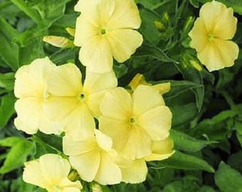 Yellow Phlox Flower Seeds - Grow Beautiful Flowers Indoors, Outdoors, In Pots, Grow Beds, Soil, Hydroponics & Aquaponics