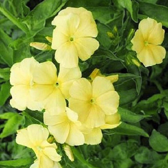 Sewing Seeds Phlox Petals in Green Sewing Seeds Phlox Petals in Green