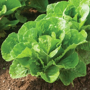 May include: A close-up of a head of green romaine lettuce growing in a garden.