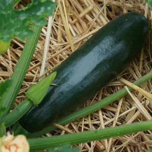 May include: A dark green zucchini resting on a bed of straw mulch. The zucchini is long and slender, with a smooth, glossy skin.