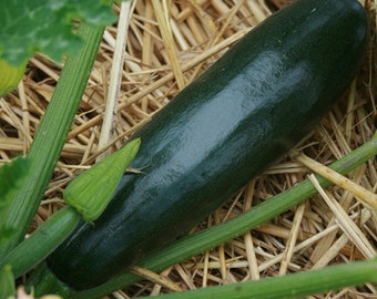 Semillas de calabaza - Orgánicas, de variedades tradicionales, de polinización abierta, sin OMG - Cultivo en interiores, exteriores, en macetas, bancales, tierra, hidroponía y acuaponía.