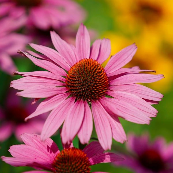 Purple Coneflower Herb Seeds - Heirloom, Non GMO - Grow Indoors, Outdoors, In Pots, Grow Beds, Soil, Hydroponics & Aquaponics