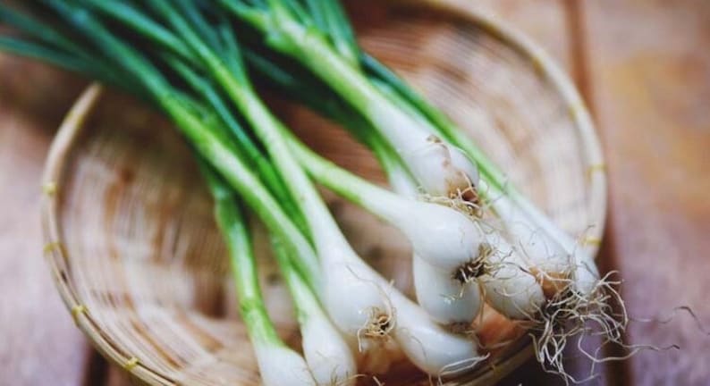 Może przedstawiać: Pęczek zielonych szczypiork&oacute;w z białymi cebulkami i korzeniami w wiklinowym koszyku.