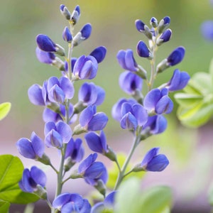 Semillas de flores de índigo silvestre azul: cultive hermosas flores en interiores, exteriores, macetas, camas de cultivo, tierra, hidroponía y acuaponía.