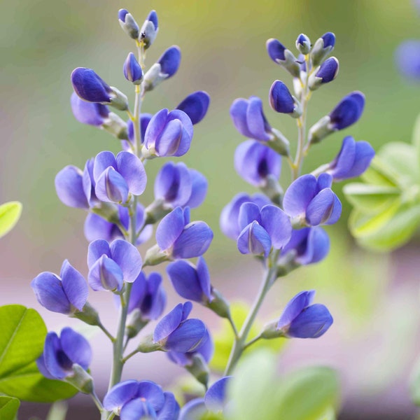 Blue Wild Indigo Flower Seeds - Grow Beautiful Flowers Indoors, Outdoors, In Pots, Grow Beds, Soil, Hydroponics & Aquaponics