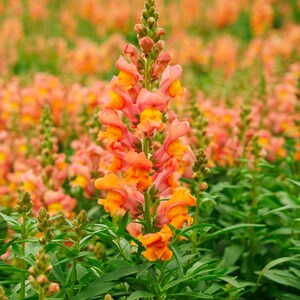 Orange Snapdragon Flower Seeds - Grow Beautiful Flowers Indoors, Outdoors, In Pots, Grow Beds, Soil, Hydroponics & Aquaponics
