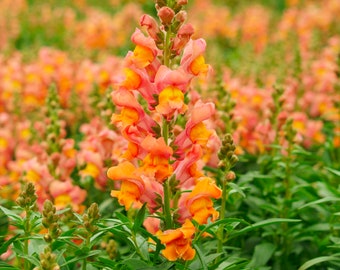 Orange Snapdragon Flower Seeds - Grow Beautiful Flowers Indoors, Outdoors, In Pots, Grow Beds, Soil, Hydroponics & Aquaponics