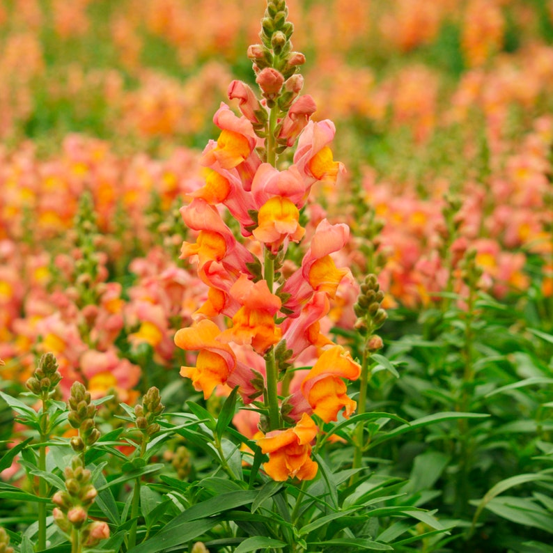 Graines de fleurs de muflier orange Faites pousser de belles fleurs à l'intérieur, à l'extérieur, dans des pots, des plates-bandes, de la terre, des cultures hydroponiques et aquaponiques image 1