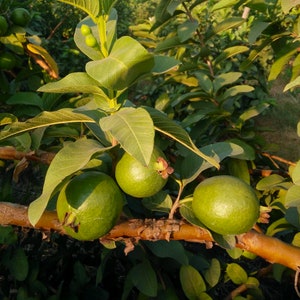 May include: Close-up of a guava tree branch with several green guavas growing on it. The guavas are round and have a smooth, green skin. The leaves of the tree are green and have a slightly rough texture.